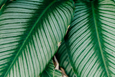 Closeup nature view of green leaf and palms background. flat lay, tropical leaf
