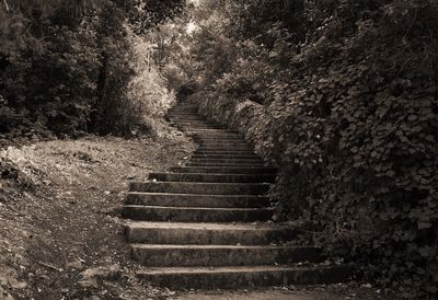 Steps amidst trees