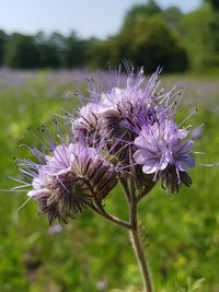 Close-up of purple thistle flowers on field