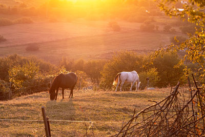 Horses on field