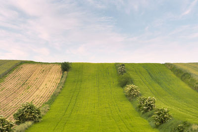 Scenic view of agricultural field against sky