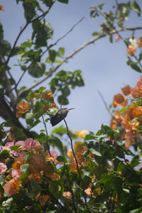 Low angle view of leaves on tree