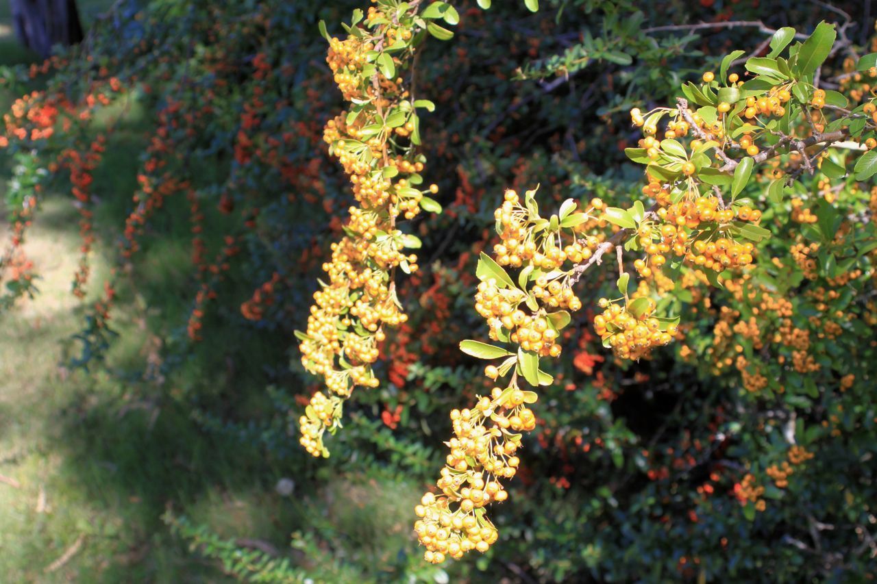 CLOSE-UP OF FLOWERING PLANT AGAINST TREE