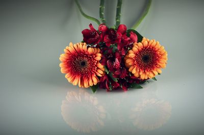 Close-up of red flowers