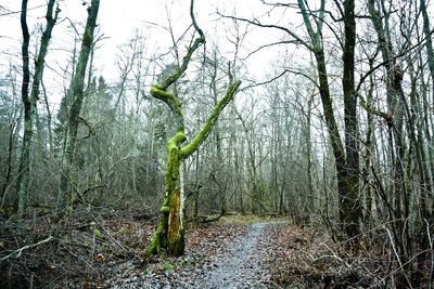 Bare trees in forest