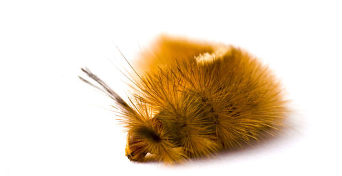 Close-up of caterpillar over white background