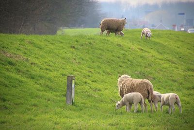 Sheep grazing in a field