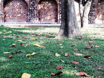 Leaves on tree trunk in field