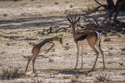 View of deer in desert