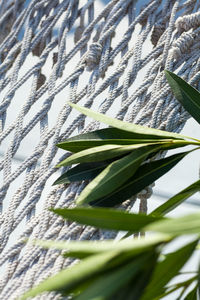 Close-up of fresh green leaves