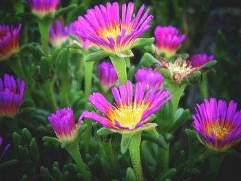 Close-up of purple flowers blooming outdoors