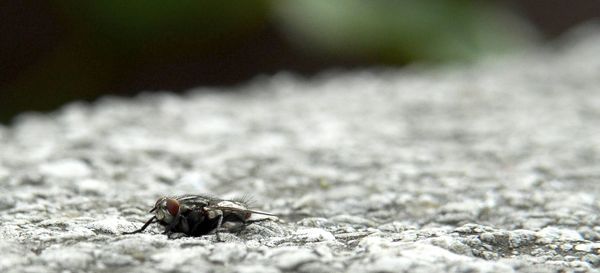 Close-up of insect