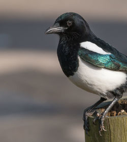 Close-up of bird perching on wooden post