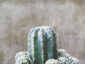 Close-up of succulent plant