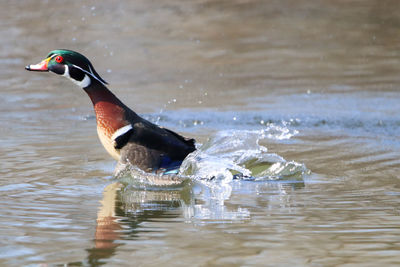 Wood duck taking off from a lake