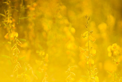 Close-up of yellow flowering plant on field