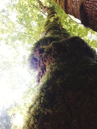 Low angle view of moss covered tree trunk in forest