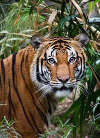 animal themes