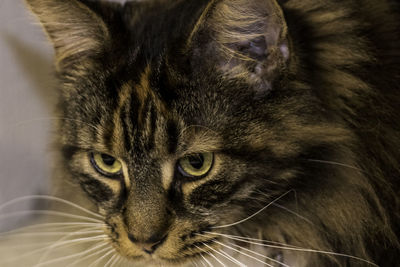 Close-up portrait of a maincoon cat