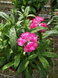 Close-up of wet pink flowers blooming outdoors