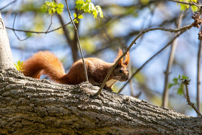 Close-up of squirrel on tree