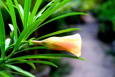 Close-up of flowers