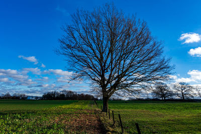 Bare tree on field against blue sky