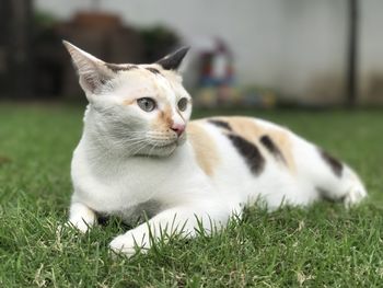 Cat looking away on field