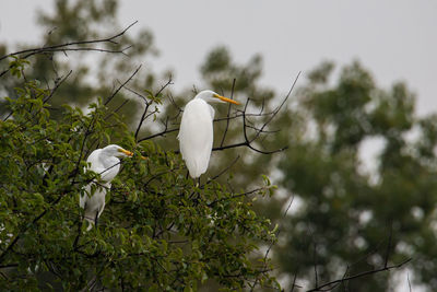 Low angle view of bird perching on branch