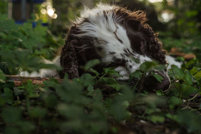 View of a cat relaxing on field