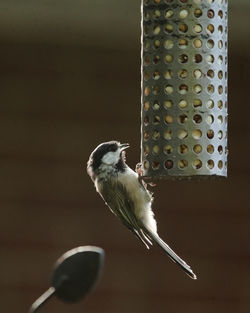 Close-up of bird perching on feeder