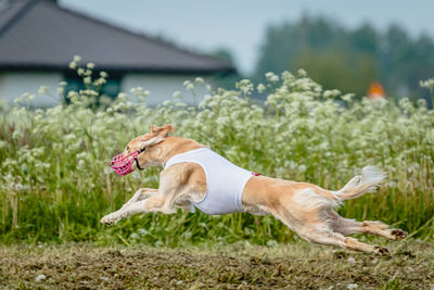 Saluki dog in white shirt running and chasing lure in the field on coursing competition