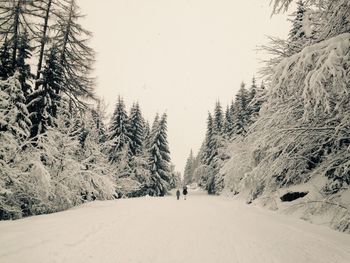 Pine trees on snow covered land against sky