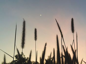 Low angle view of tall grass against sky during sunset