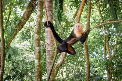 Monkey hanging on tree in forest
