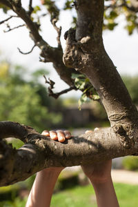 Close-up of hand holding apple tree