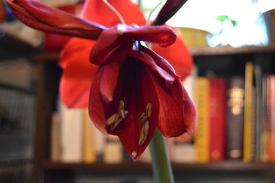 Close-up of red flower