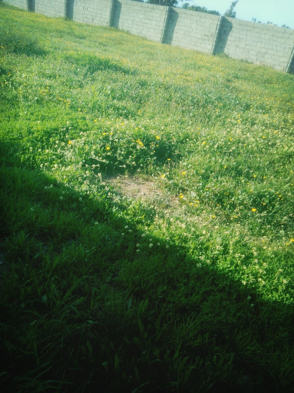 grass, growth, field, green color, grassy, sunlight, plant, nature, shadow, lawn, day, building exterior, beauty in nature, high angle view, outdoors, tranquility, built structure, no people, park - man made space, architecture