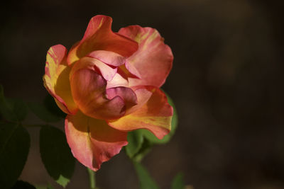 Close-up of pink rose