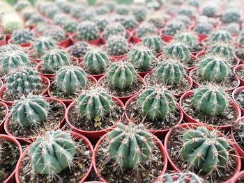 Full frame shot of succulent plants