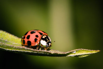 Close-up of insect on leaf