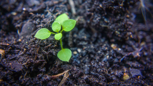 Close-up of young plant growing outdoors