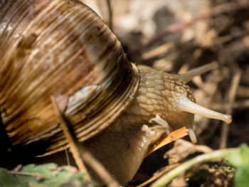 Close-up of snail