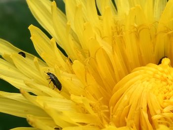 Close-up of bee on yellow flower