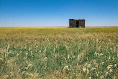 Scenic view of agricultural field against clear blue sky