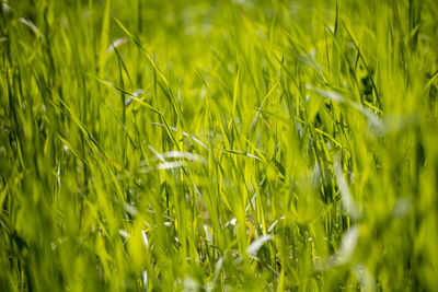 Close-up of grass growing on field