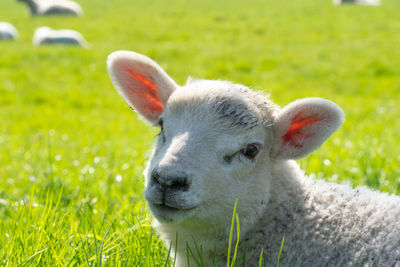 Portrait of new born lamb focusing on head nose and ears in green field 