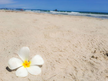 Close-up of white flower on beach