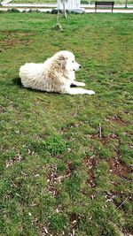 View of dog relaxing on field