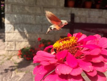 Close-up of honey bee pollinating on flower